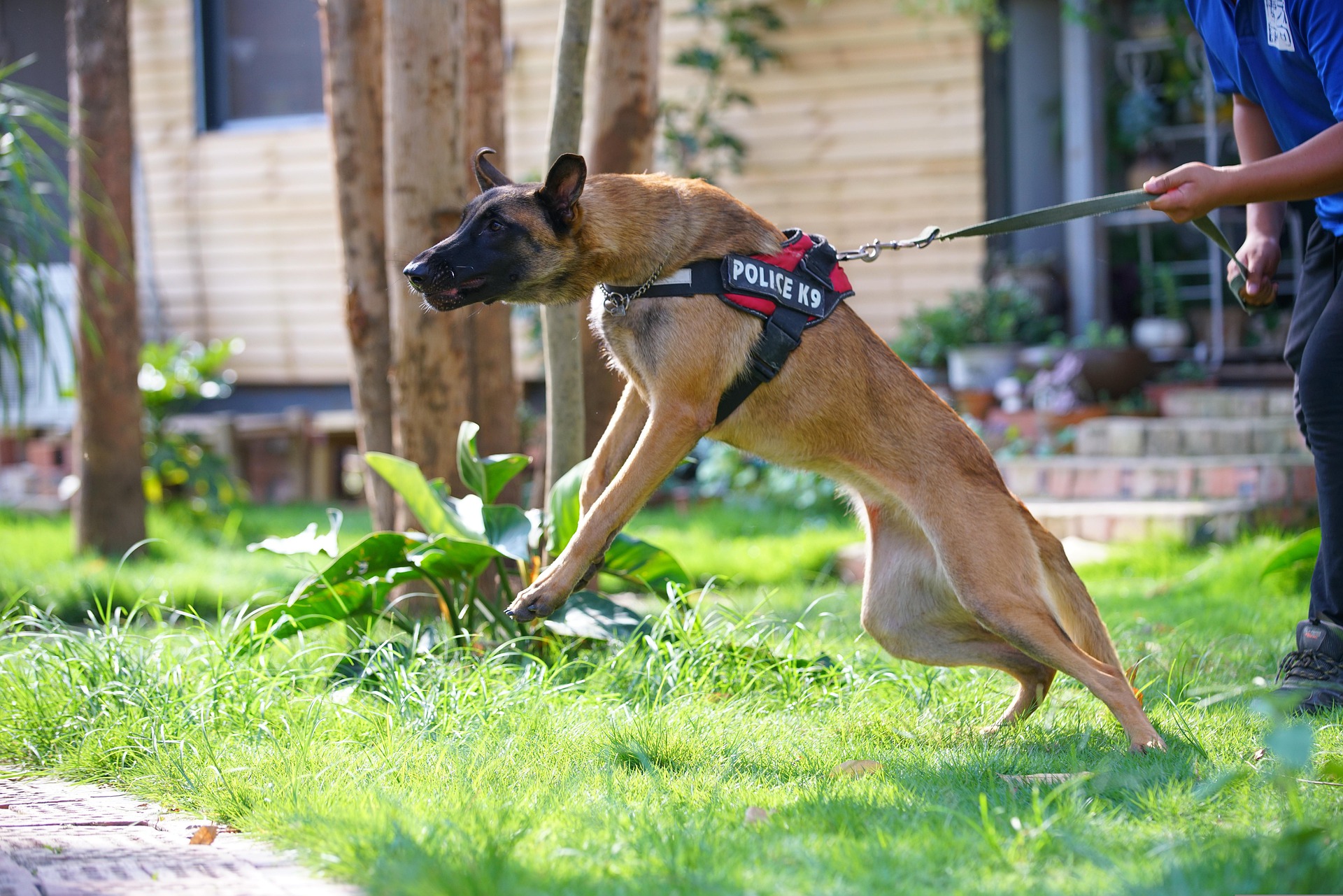 Morsures de chiens